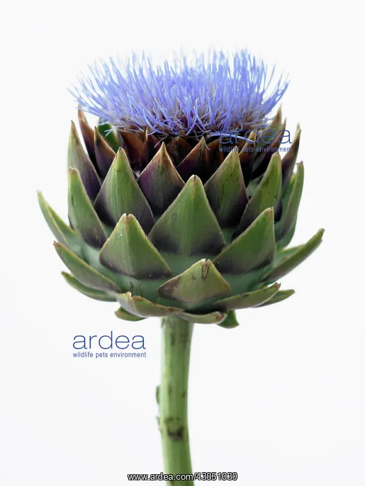: Globe artichoke : Globe artichoke