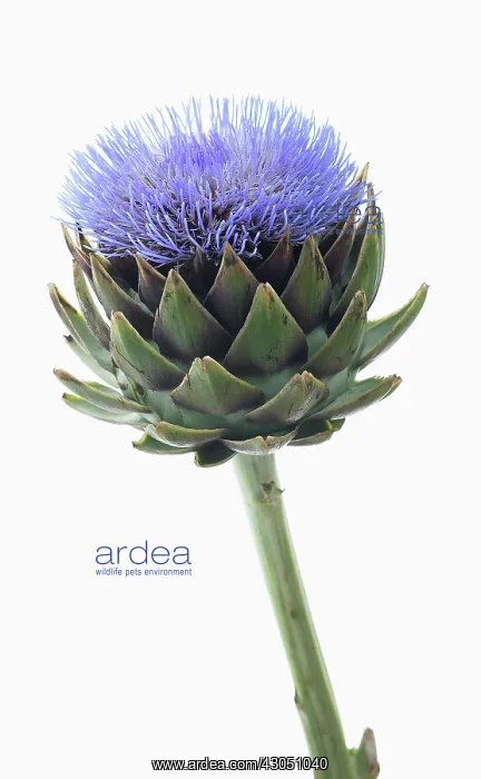 : Globe artichoke : Globe artichoke
