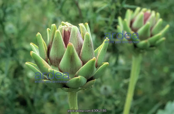  : Globe Artichoke