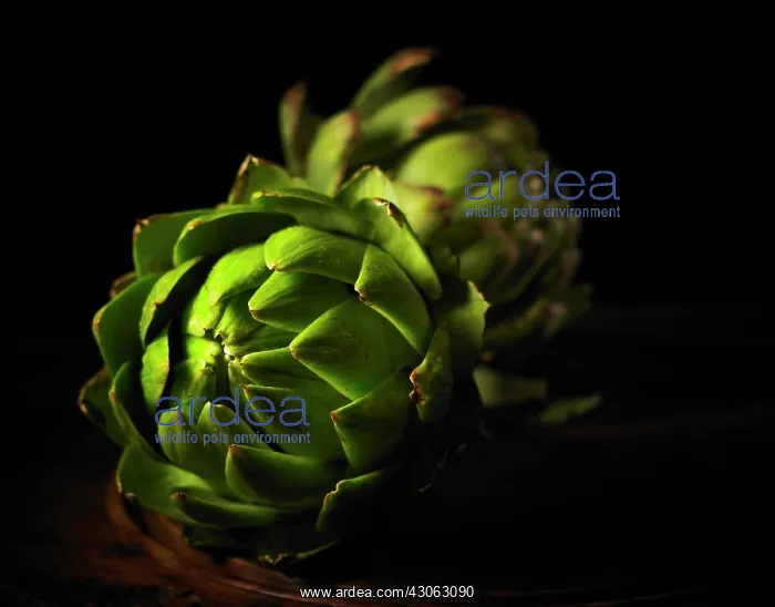 : Globe artichoke : Globe artichoke