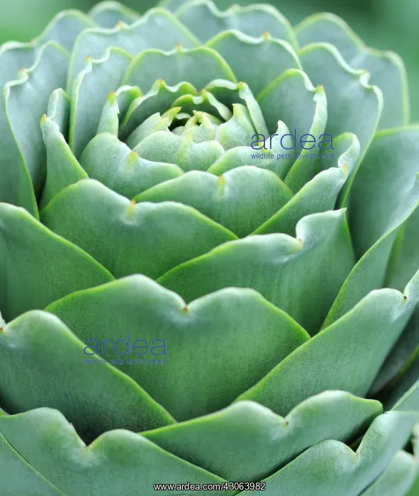 : Globe Artichoke : Globe Artichoke