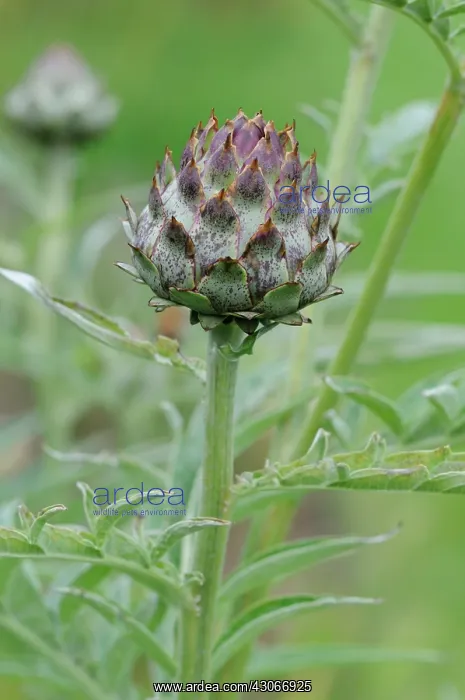  : Globe Artichoke
