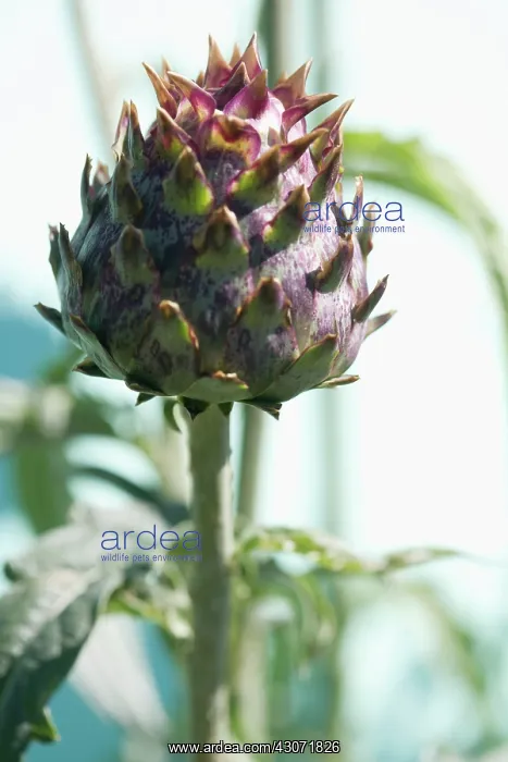  : Globe Artichoke