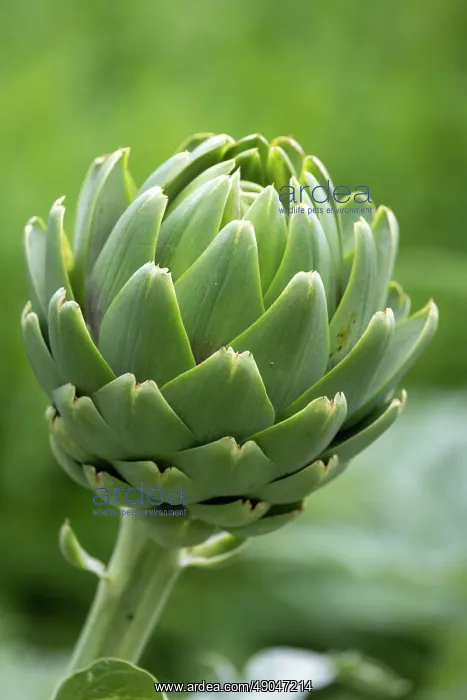 : GLOBE ARTICHOKE : GLOBE ARTICHOKE