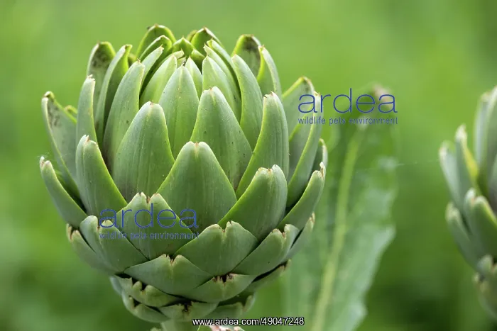 : GLOBE ARTICHOKE : GLOBE ARTICHOKE