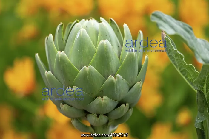 : GLOBE ARTICHOKE : GLOBE ARTICHOKE