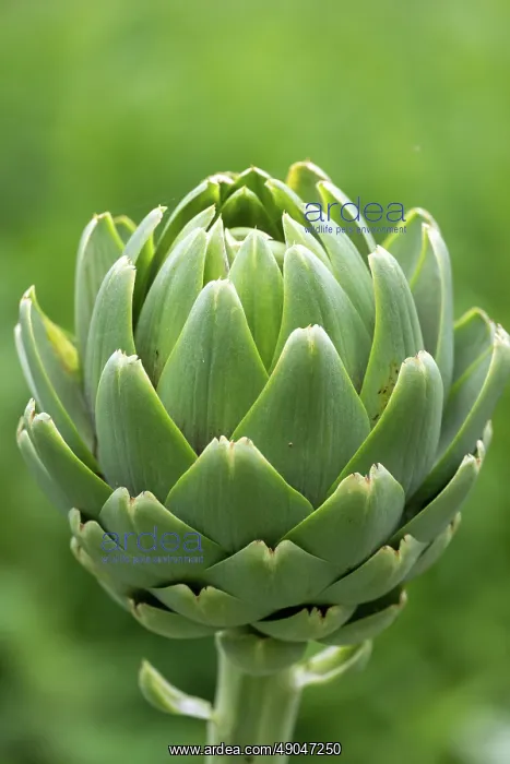 : GLOBE ARTICHOKE : GLOBE ARTICHOKE