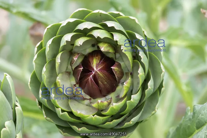 : GLOBE ARTICHOKE : GLOBE ARTICHOKE