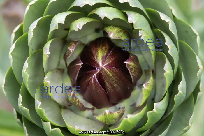 : GLOBE ARTICHOKE : GLOBE ARTICHOKE
