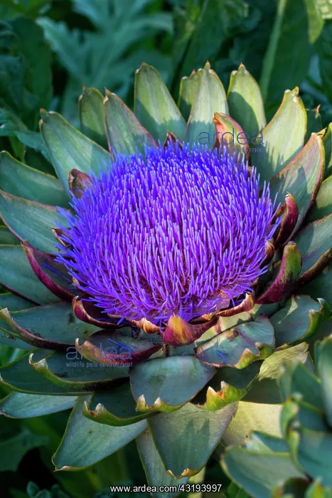 : Globe artichoke in bloom, Provence, France : Globe artichoke in bloom, Provence, France
