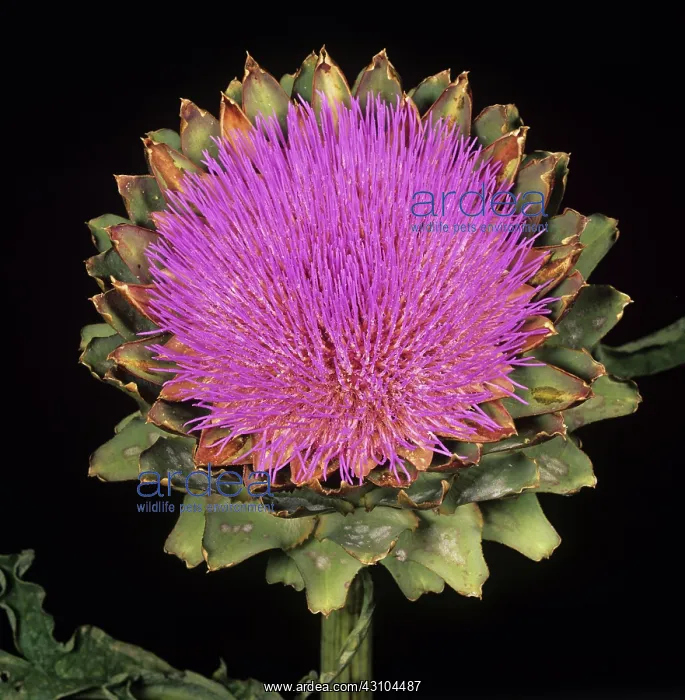 : Globe Artichoke (Cynara scolymus) : Globe Artichoke (Cynara scolymus)