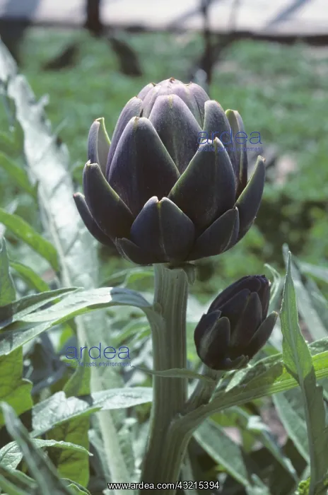 : Globe Artichoke (Cynara scolymus) : Globe Artichoke (Cynara scolymus)