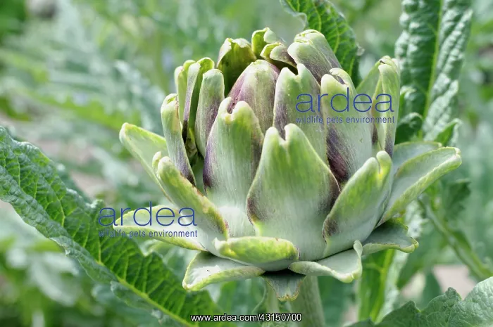 : Globe Artichoke, Cynara scolymus, Close up of the fllowerhea : Globe Artichoke, Cynara scolymus, Close up of the fllowerhea