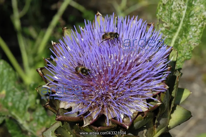: Globe artichoke with drone flies : Globe artichoke with drone flies