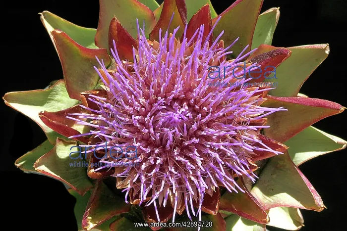 : Globe Artichoke - Flower : Globe Artichoke - Flower