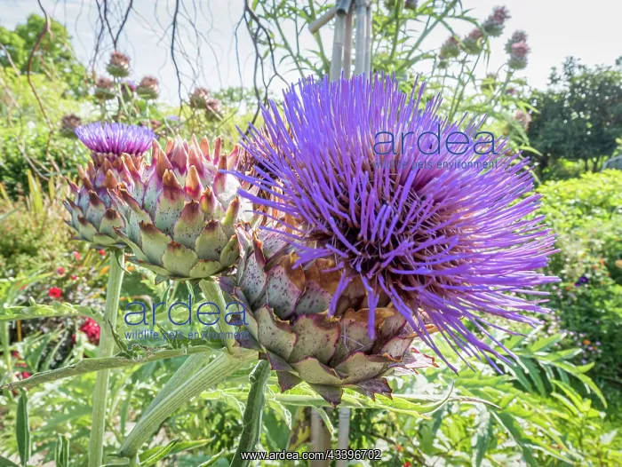 : Globe Artichoke Imperial Star, Cynara scolymus : Globe Artichoke Imperial Star, Cynara scolymus