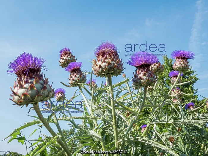: Globe Artichoke Imperial Star, Cynara scolymus : Globe Artichoke Imperial Star, Cynara scolymus