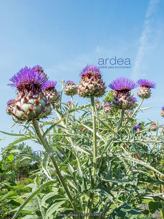 : Globe Artichoke Imperial Star, Cynara scolymus : Globe Artichoke Imperial Star, Cynara scolymus