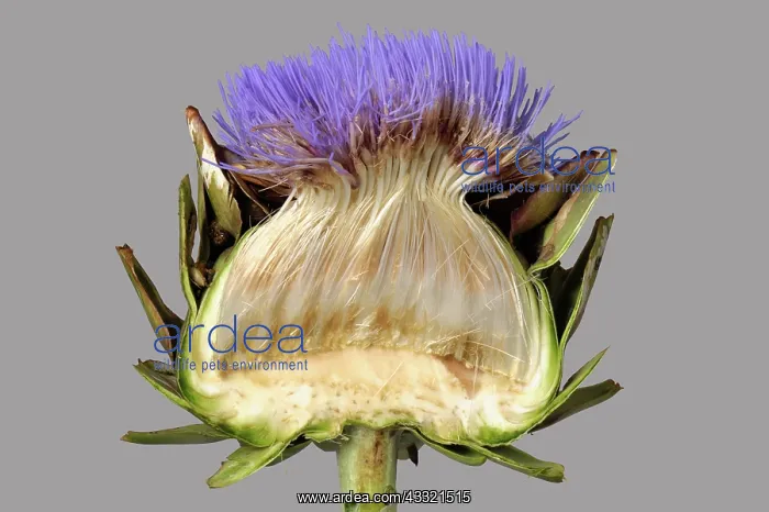 : Globe artichoke section : Globe artichoke section