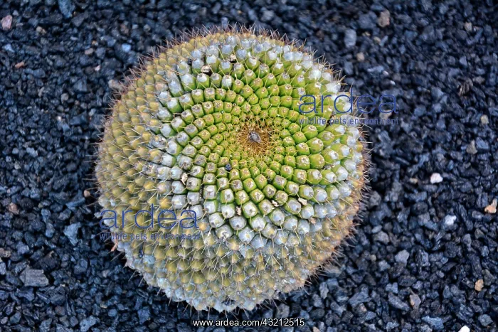 : Globe cactus (Mammillaria melanocentra), native : Globe cactus (Mammillaria melanocentra), native