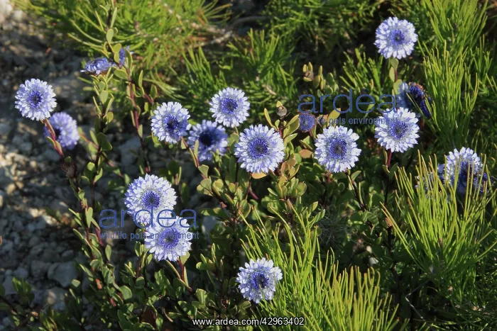  : Globe daisy - in FebruaryUse: purgative and laxative