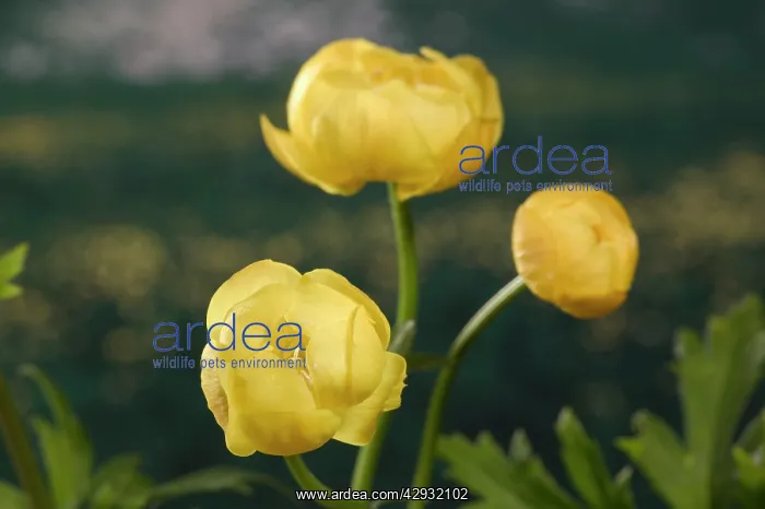 : Globe flower : Globe flower
