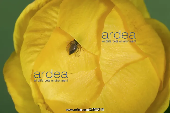  : Globe flower - a Chiastocheta fly enters the closed flower