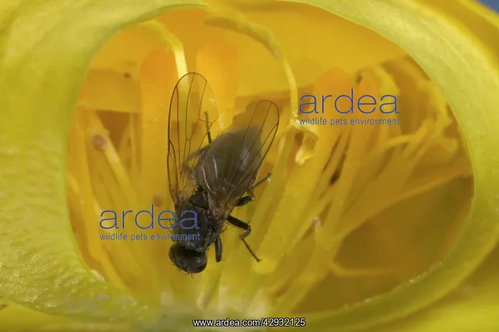 : Globe flower - with Chiastocheta fly inside, cross-section : Globe flower - with Chiastocheta fly inside, cross-section