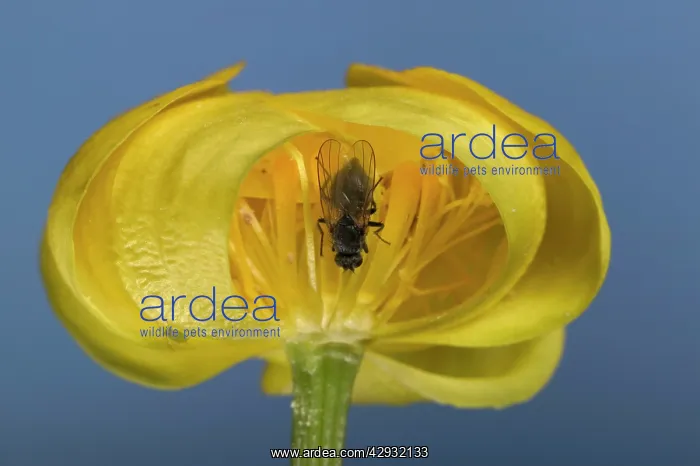 : Globe flower - with Chiastocheta fly inside : Globe flower - with Chiastocheta fly inside