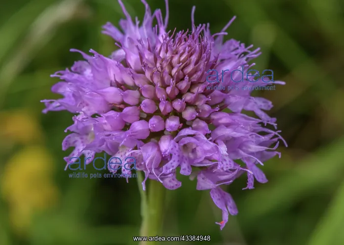 : Globe-flowered Orchid, Traunsteinera globosa, in : Globe-flowered Orchid, Traunsteinera globosa, in