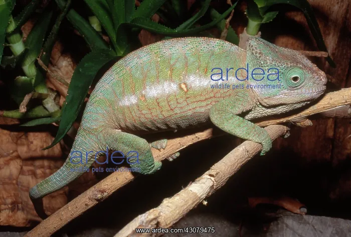 : Globe-horned Chameleon : Globe-horned Chameleon