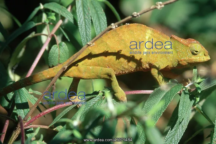 : Globe-horned Chameleon : Globe-horned Chameleon