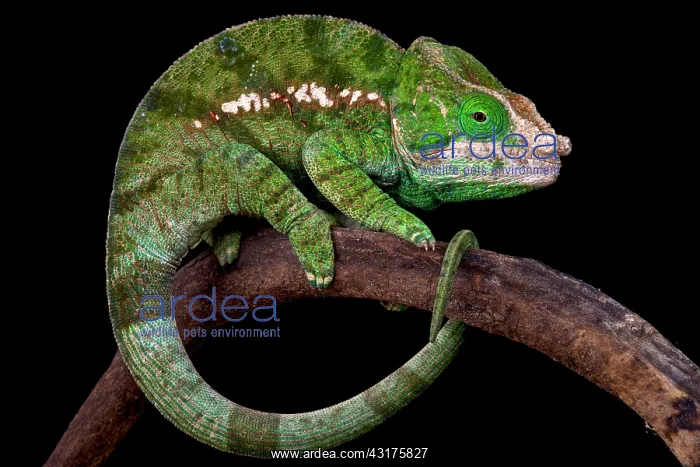  : Globe-Horned Chameleon (Calumma globifer), Madagascar