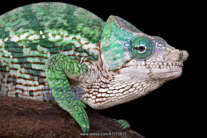 : Globe-Horned Chameleon (Calumma globifer), Madagascar : Globe-Horned Chameleon (Calumma globifer), Madagascar