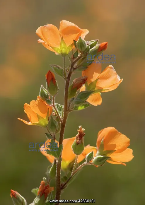 : Globe Mallow / Desert Mallow - evening light, common : Globe Mallow / Desert Mallow - evening light, common