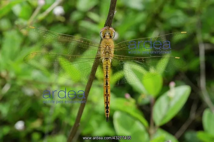 : Globe Skimmer Dragonfly on stem - West Bali National Park, n : Globe Skimmer Dragonfly on stem - West Bali National Park, n