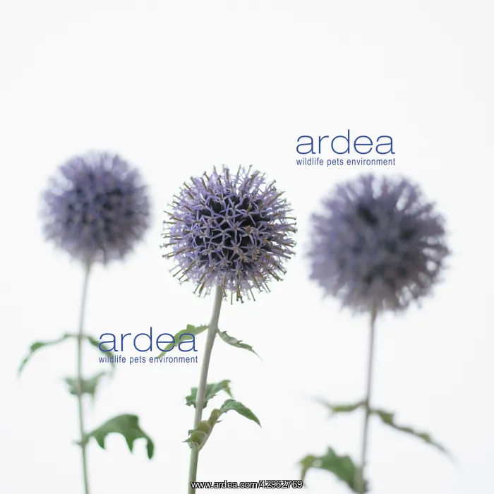: Globe Thistle : Globe Thistle