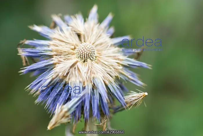 : Globe Thistle : Globe Thistle
