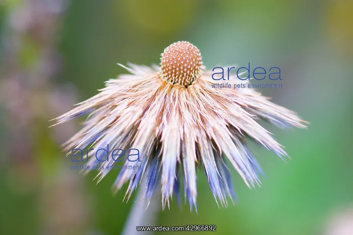 : Globe Thistle : Globe Thistle