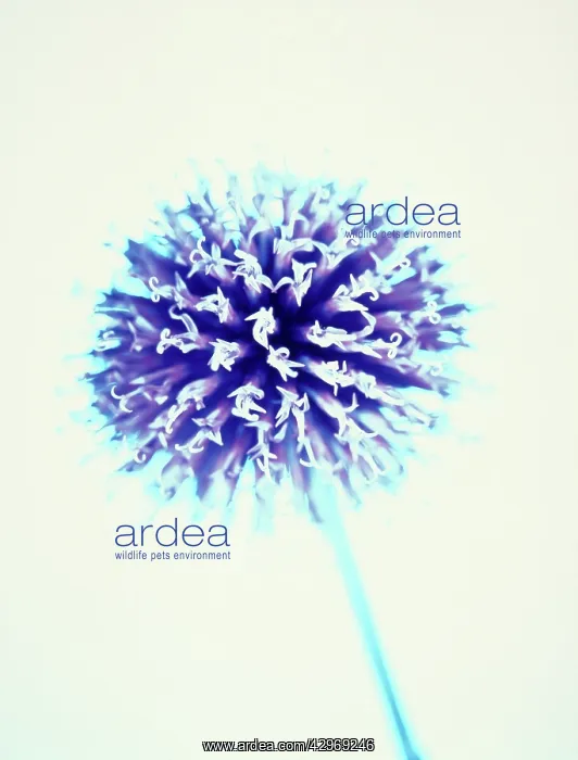 : Globe Thistle : Globe Thistle