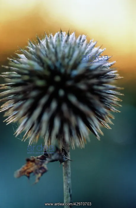 : Globe Thistle : Globe Thistle