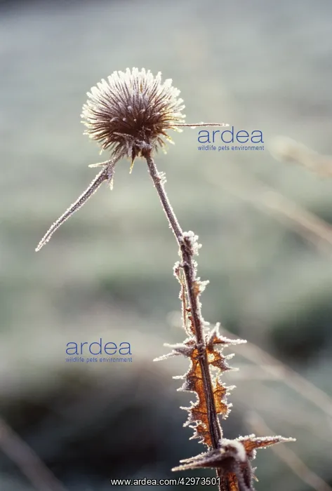 : Globe Thistle : Globe Thistle