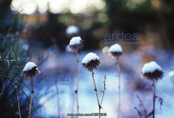 : Globe Thistle : Globe Thistle