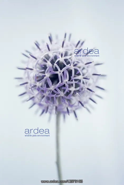 : Globe Thistle : Globe Thistle