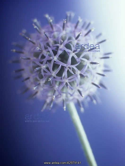 : Globe Thistle : Globe Thistle