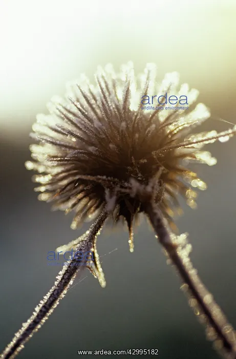 : Globe thistle : Globe thistle