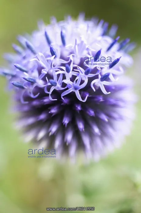 : Globe Thistle : Globe Thistle