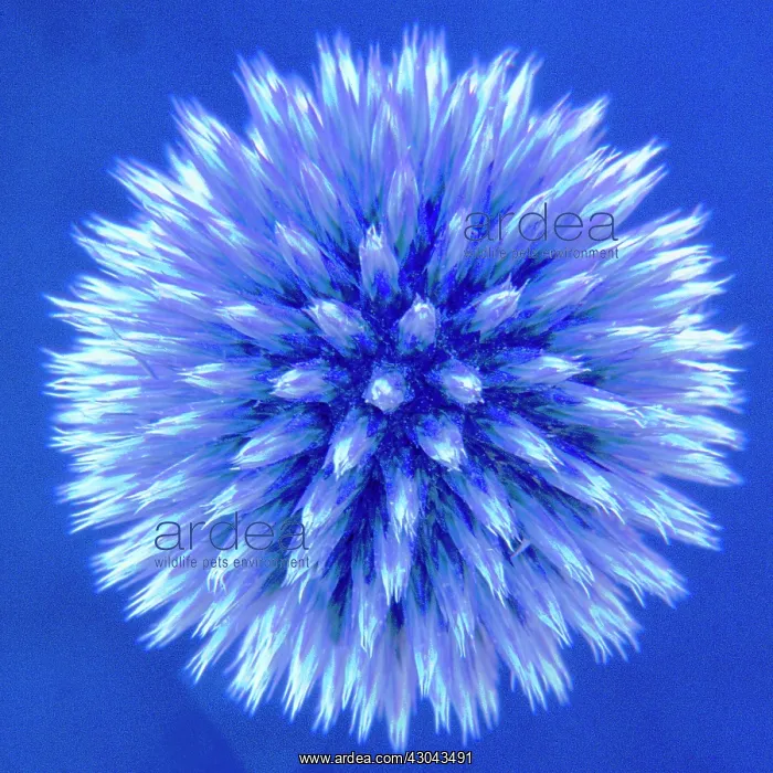 : Globe Thistle : Globe Thistle