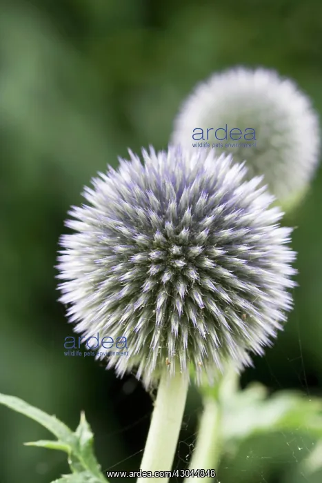 : Globe Thistle : Globe Thistle