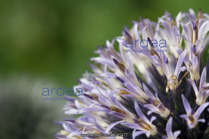 : Globe thistle : Globe thistle